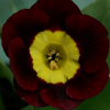 Primula Auricula Sandwood Bay - Abriachan Nurseries